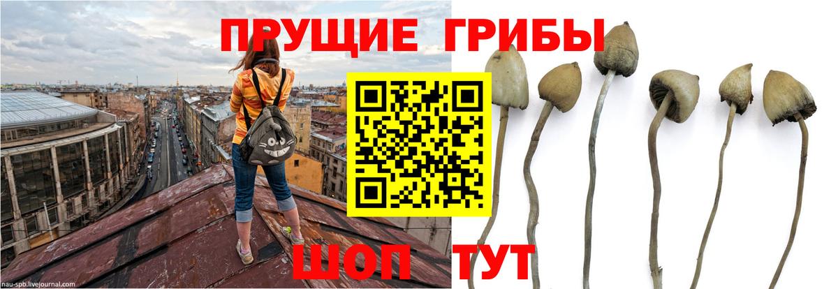 наркошоп  Вход с VPN  Галлюциногенные грибы Psilocybine cubensis  Кисловодск  Галлюциногенные грибы мухоморы 